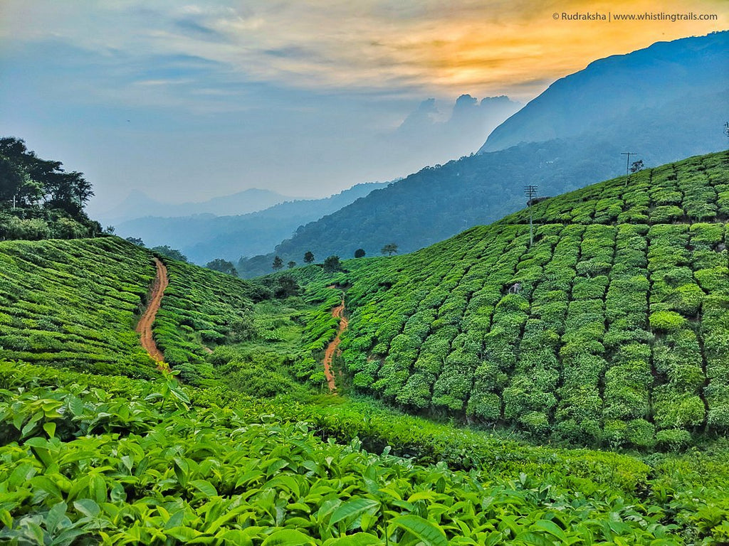 Tea Gardens of the World: A Visual Journey