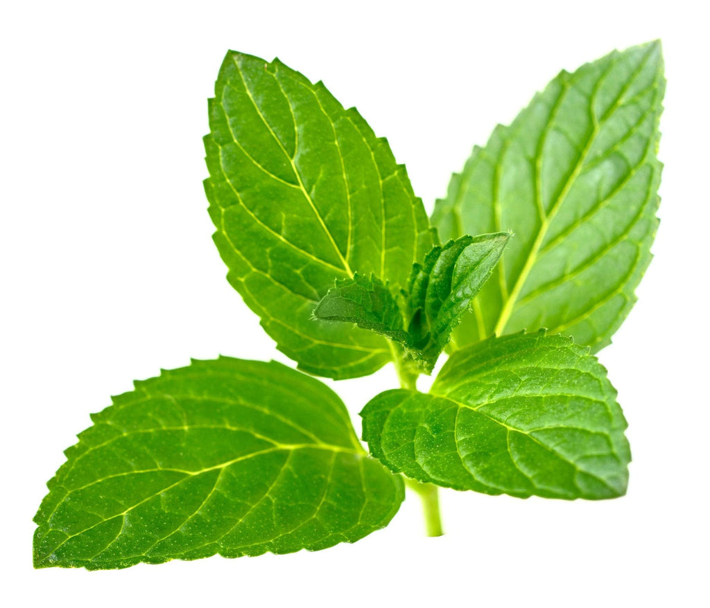 Pregnancy Tea Peppermint Morning sickness Relief: 40 Servings.